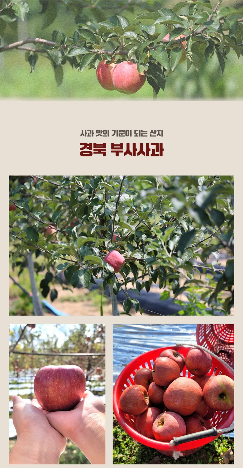 [주스용] 못난이 사과 착즙용 10kg 상세컷