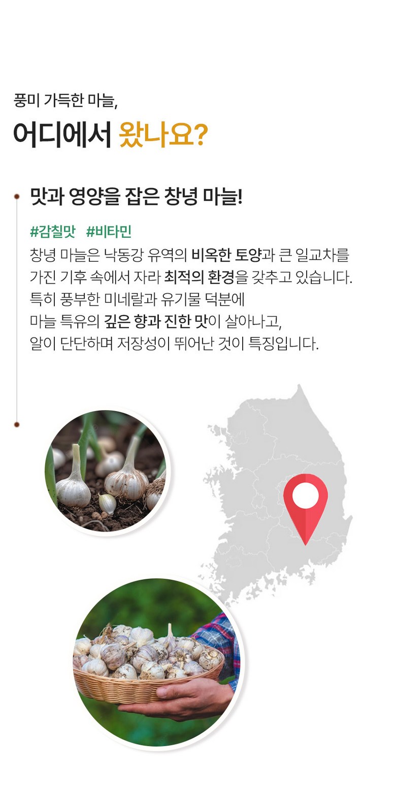 [싱싱하고 알싸한] 창녕 깐마늘 소, 200g 상세컷