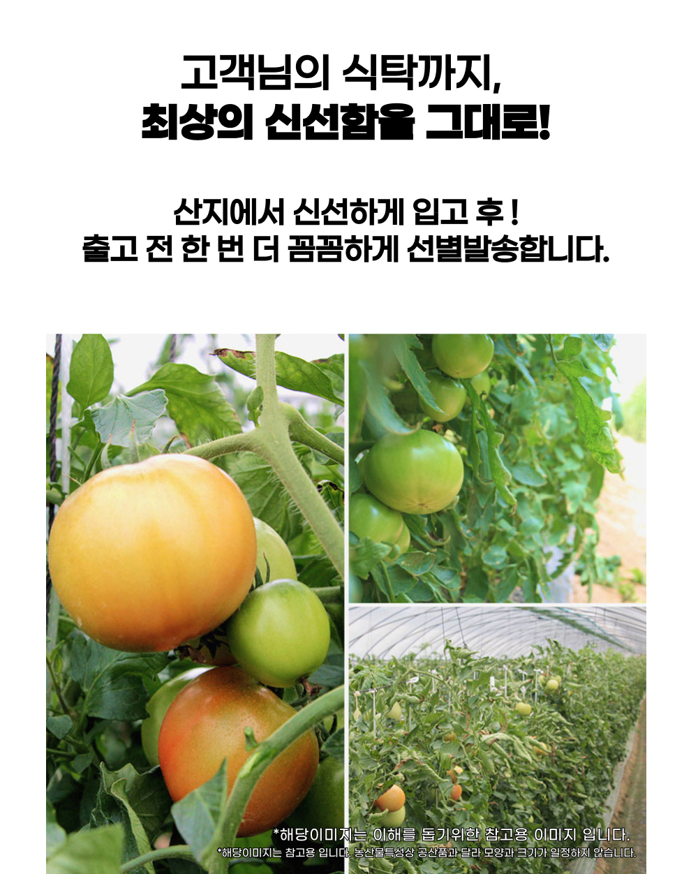 [국내산 산지직송] 초신선 완숙 찰토마토 중과 상세컷