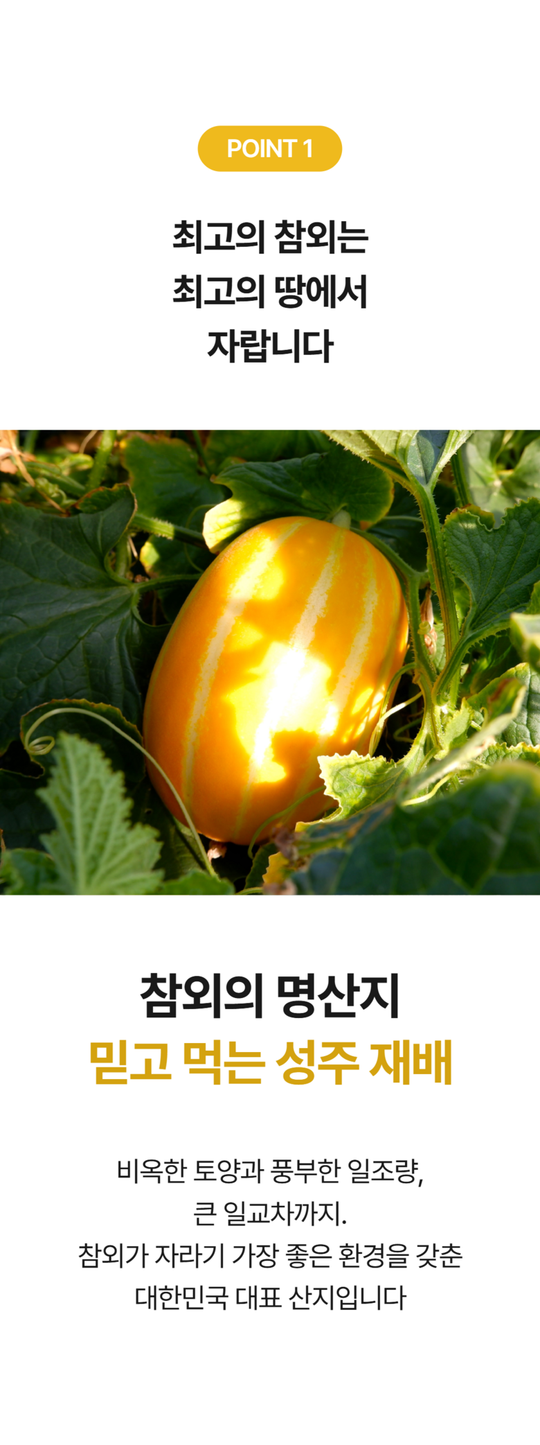 [성주 참외] 산지직송 가정용 꿀참외 로얄과 상세컷