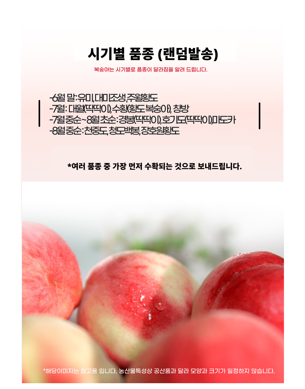 [딱복] 새콤아삭 딱딱이 복숭아 대과 상세컷