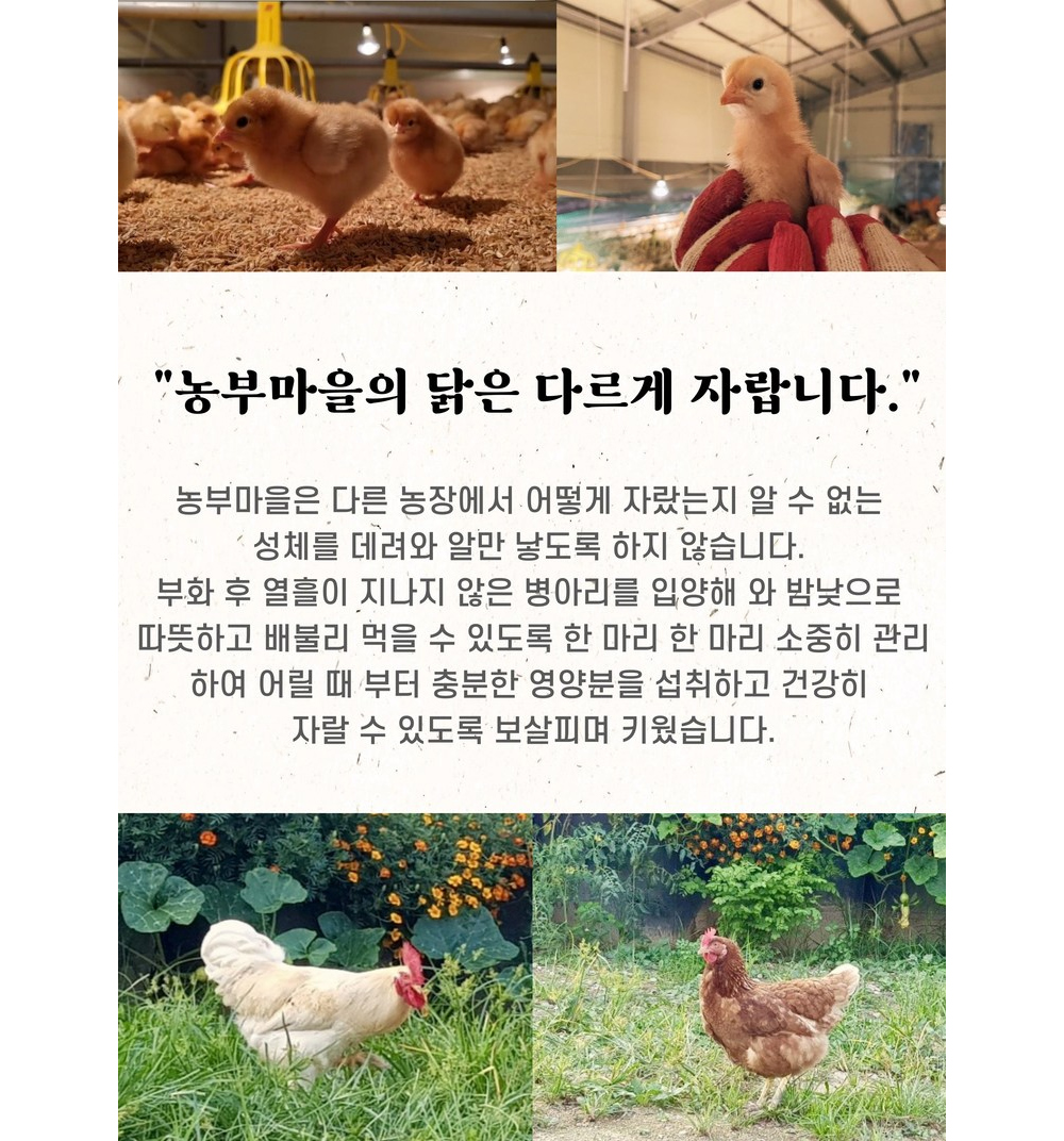 [난각번호1번] 자연방사 무항생제 유정란 생 달걀 (대란/특란) 10구 상세컷