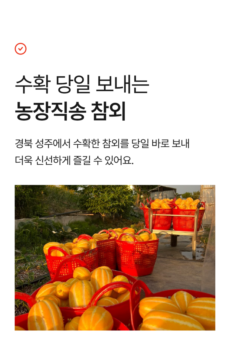 [성주 참외] 산지직송 가정용 꿀참외 로얄과 상세컷