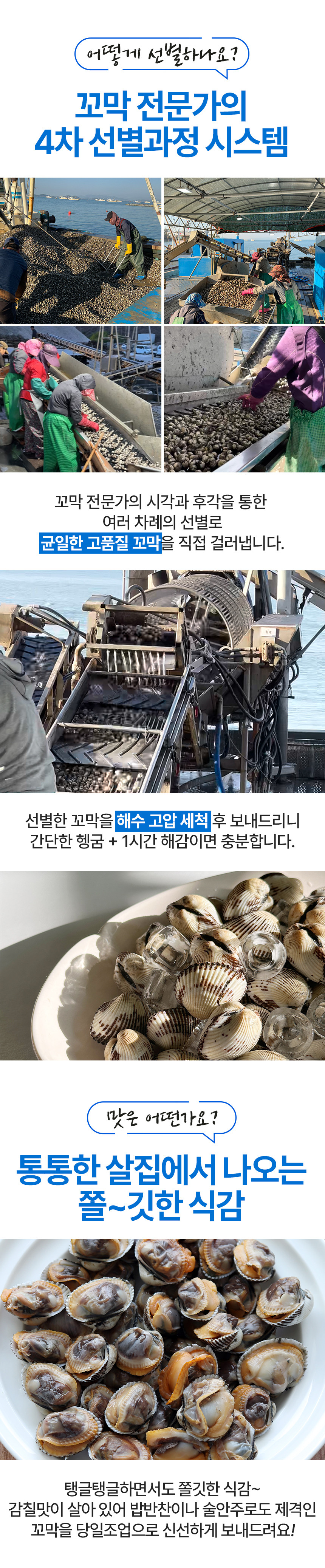 [최상급] 벌교 새꼬막 당일조업 산지직송 특대 사이즈 (kg당 65미) 1kg 상세컷