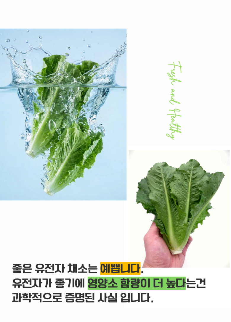 [당일경매] 초신선 국내산 아삭이 통로메인 청상추 100g 상세컷