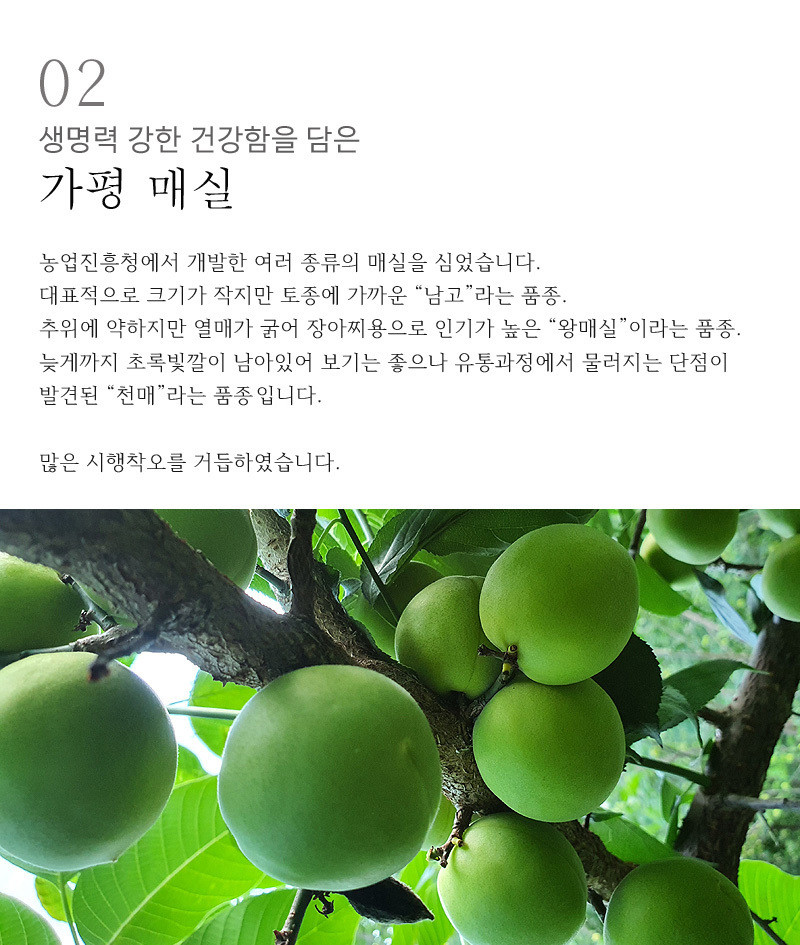 [황매실] 산지직송 매실 청매실 홍매실 (시즌 마지막 수확) 중, 10kg 상세컷