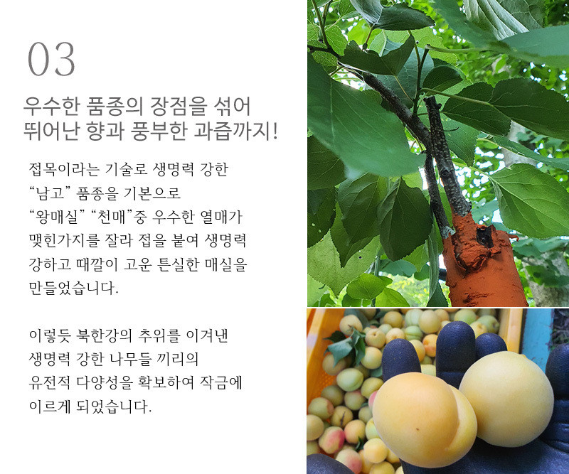 [황매실] 산지직송 매실 청매실 홍매실 (시즌 마지막 수확) 중, 10kg 상세컷