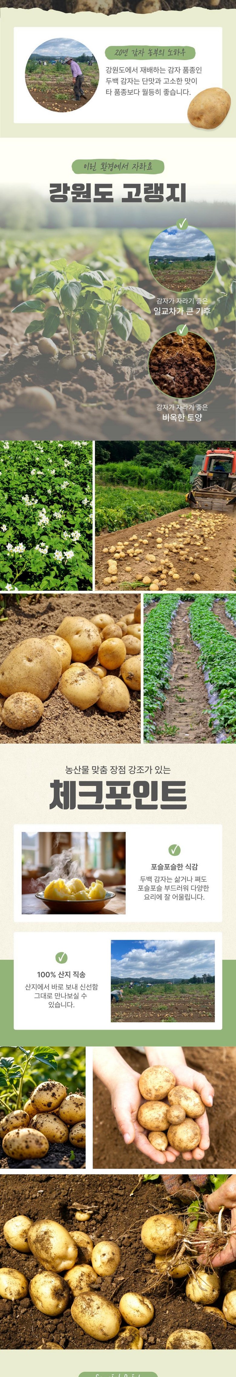 농가직송 진또배기 두백 감자 특 상세컷