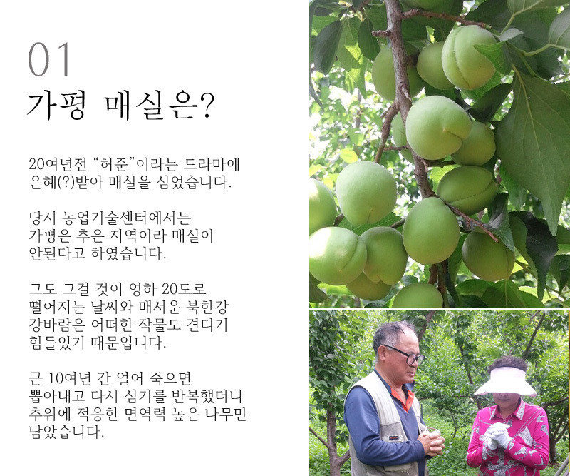 [황매실] 산지직송 매실 청매실 홍매실 (시즌 마지막 수확) 중, 10kg 상세컷