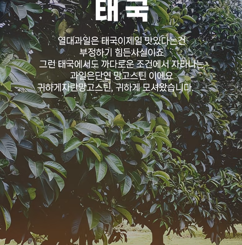 [항공직송] 과일의 여왕 신선한 태국산 생 망고스틴 500g 상세컷