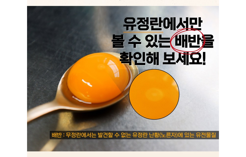 [난각번호1번] 자연방사 무항생제 유정란 생 달걀 (대란/특란) 10구 상세컷
