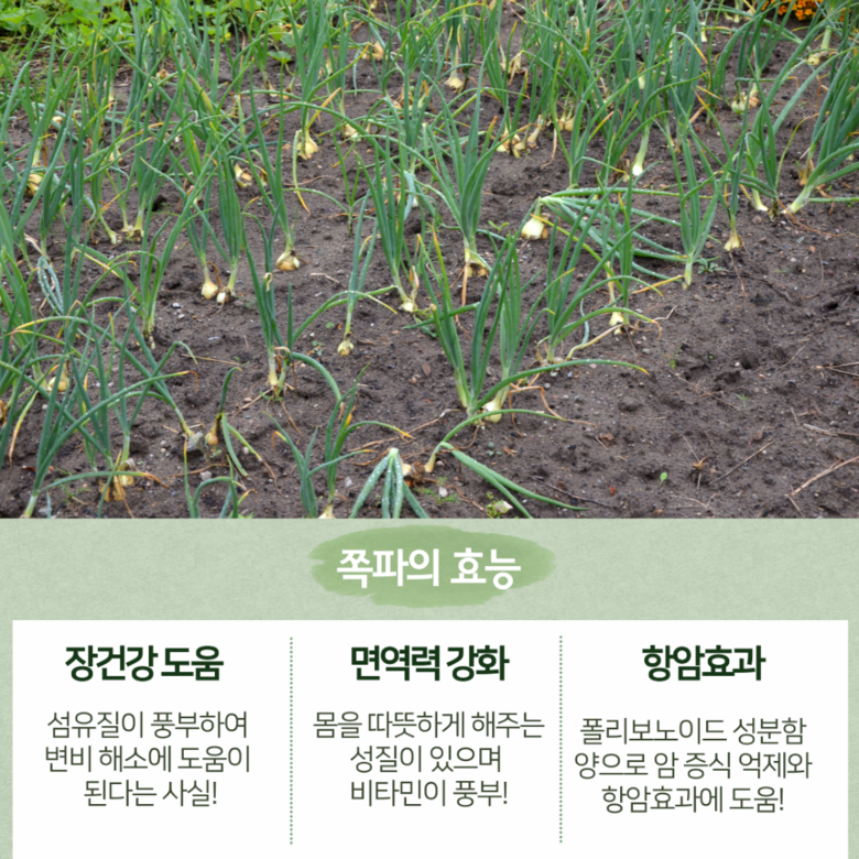 [당일손질] 해풍맞은 국내산 깐쪽파 200g 상세컷