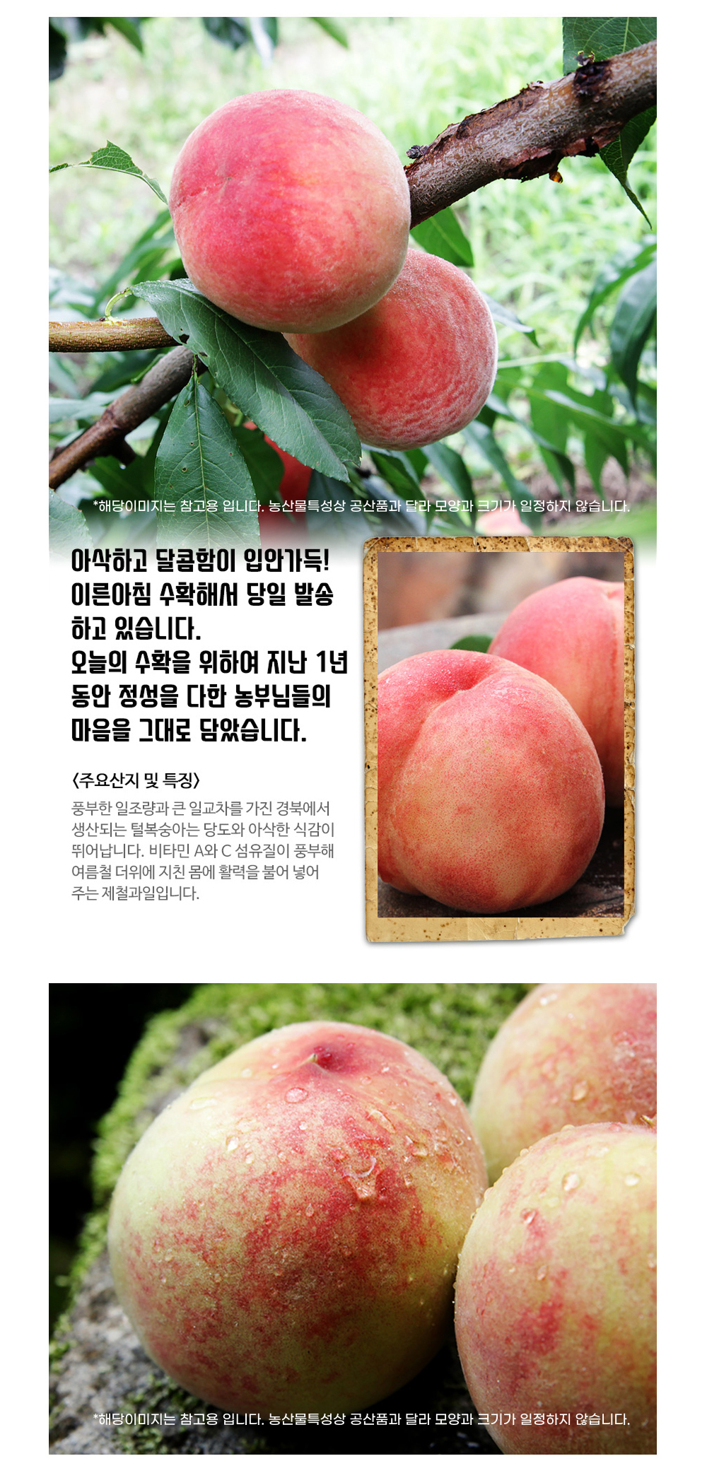 [딱복] 새콤아삭 딱딱이 복숭아 대과 상세컷