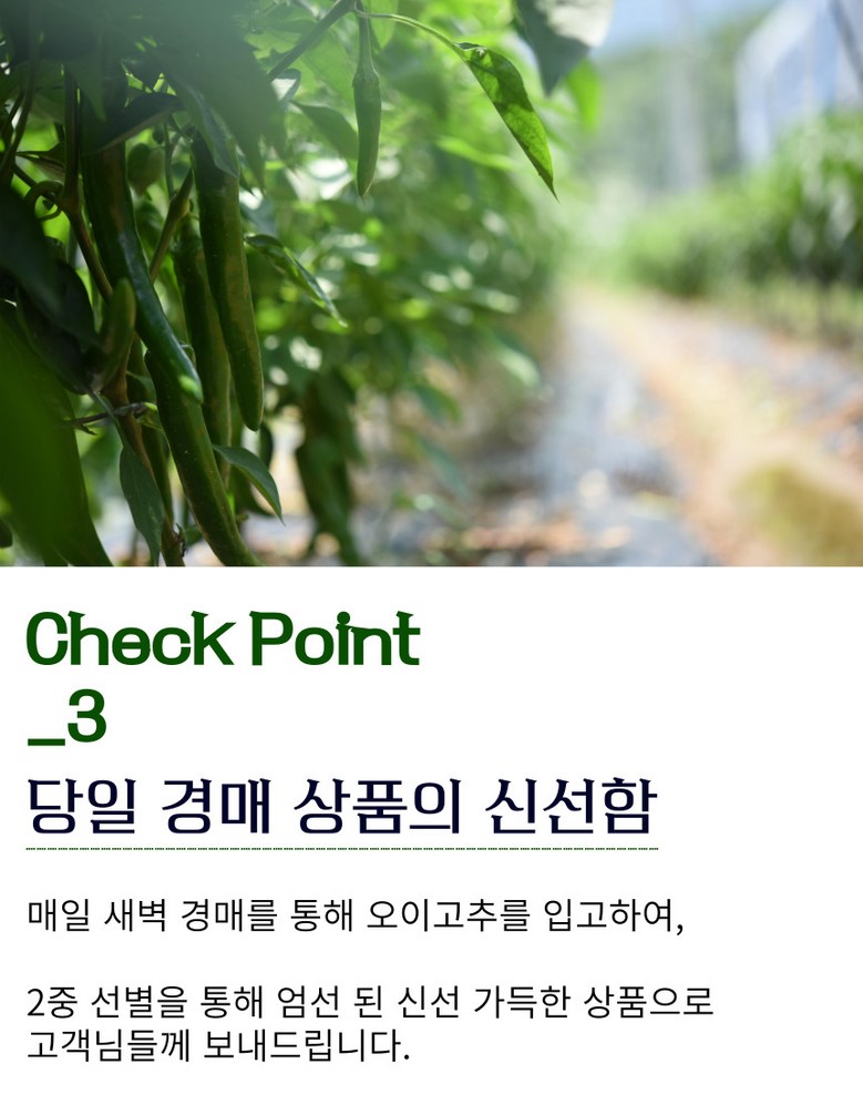 [당일경매] 아삭고추 국내산 청정 오이고추 200g 상세컷