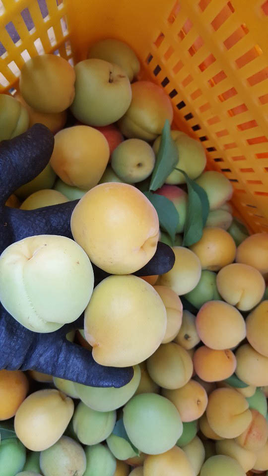 [황매실] 산지직송 매실 청매실 홍매실 (시즌 마지막 수확) 중, 10kg 상세컷
