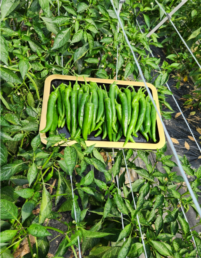 [당일경매] 아삭고추 국내산 청정 오이고추 200g 상세컷