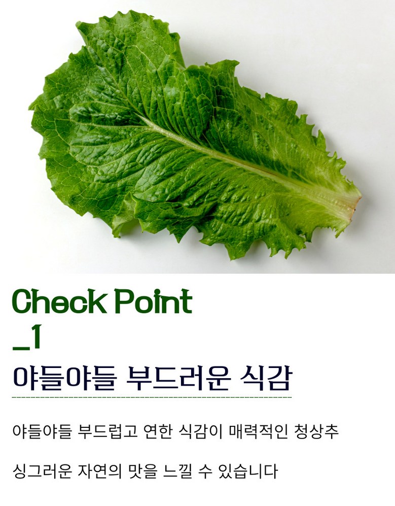[당일경매] 초신선 국내산 아삭이 통로메인 청상추 100g 상세컷