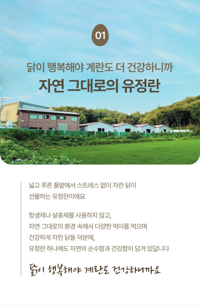 [난각번호1번 계란] 자유방목 무항생제 유정란 생란 생달걀 대란/특란 10구 상세컷