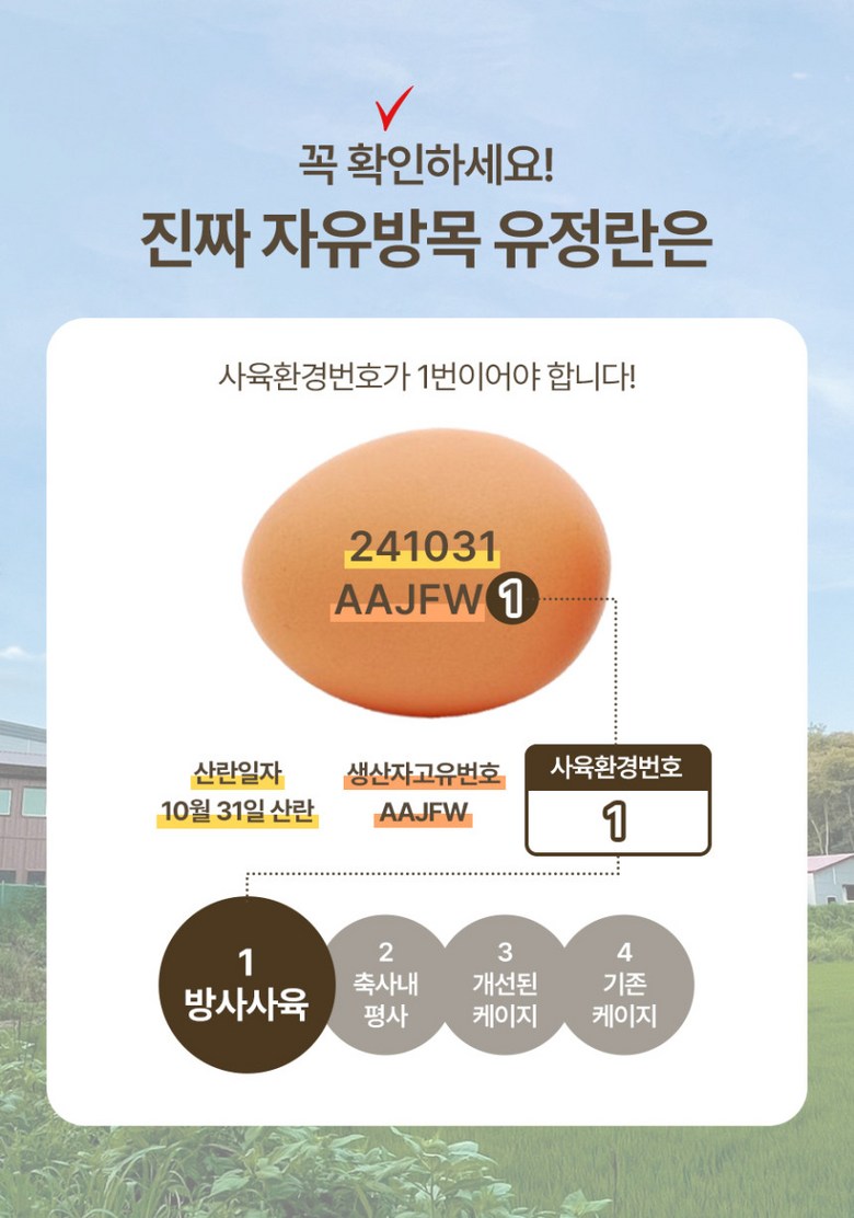 [난각번호1번 계란] 자유방목 무항생제 유정란 생란 생달걀 대란/특란 10구 상세컷