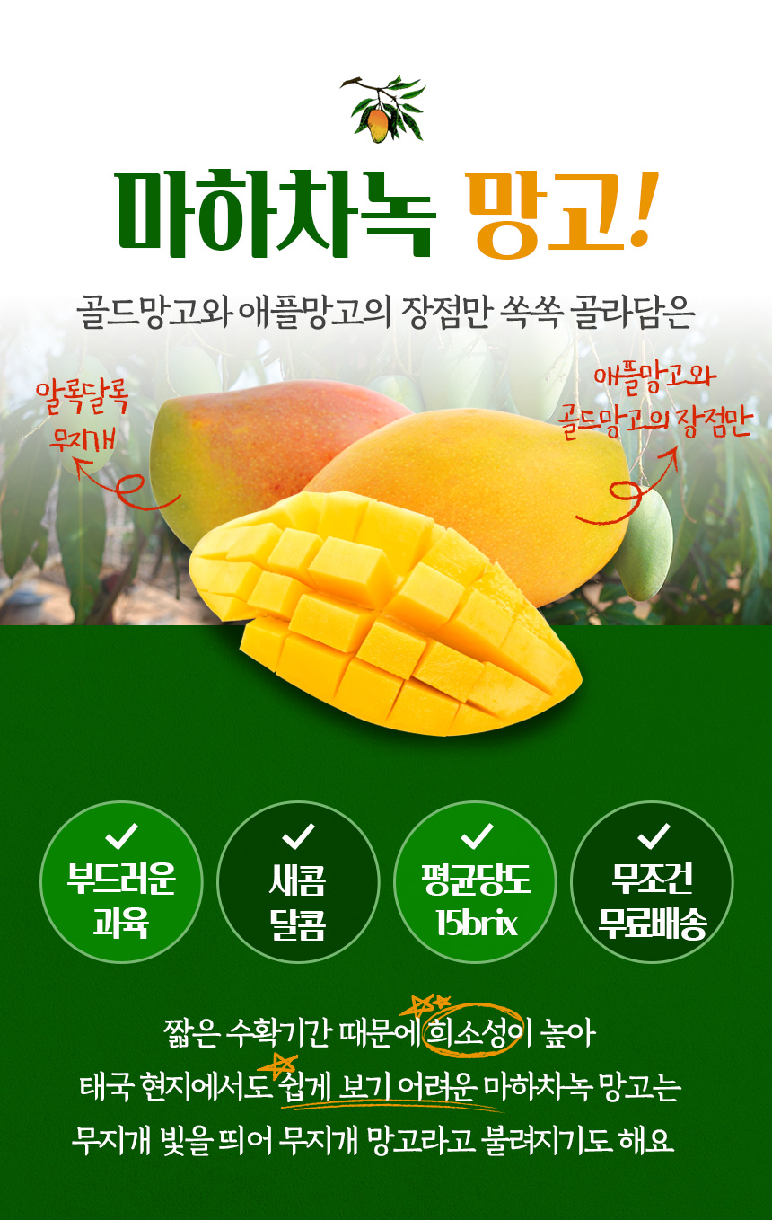 태국 마하차녹 무지개 망고 특대과, 4kg 상세컷
