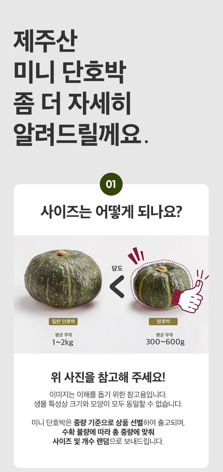 [2026 보우짱] 포슬포슬 제주 햇 미니밤호박 가정용 2kg 상세컷