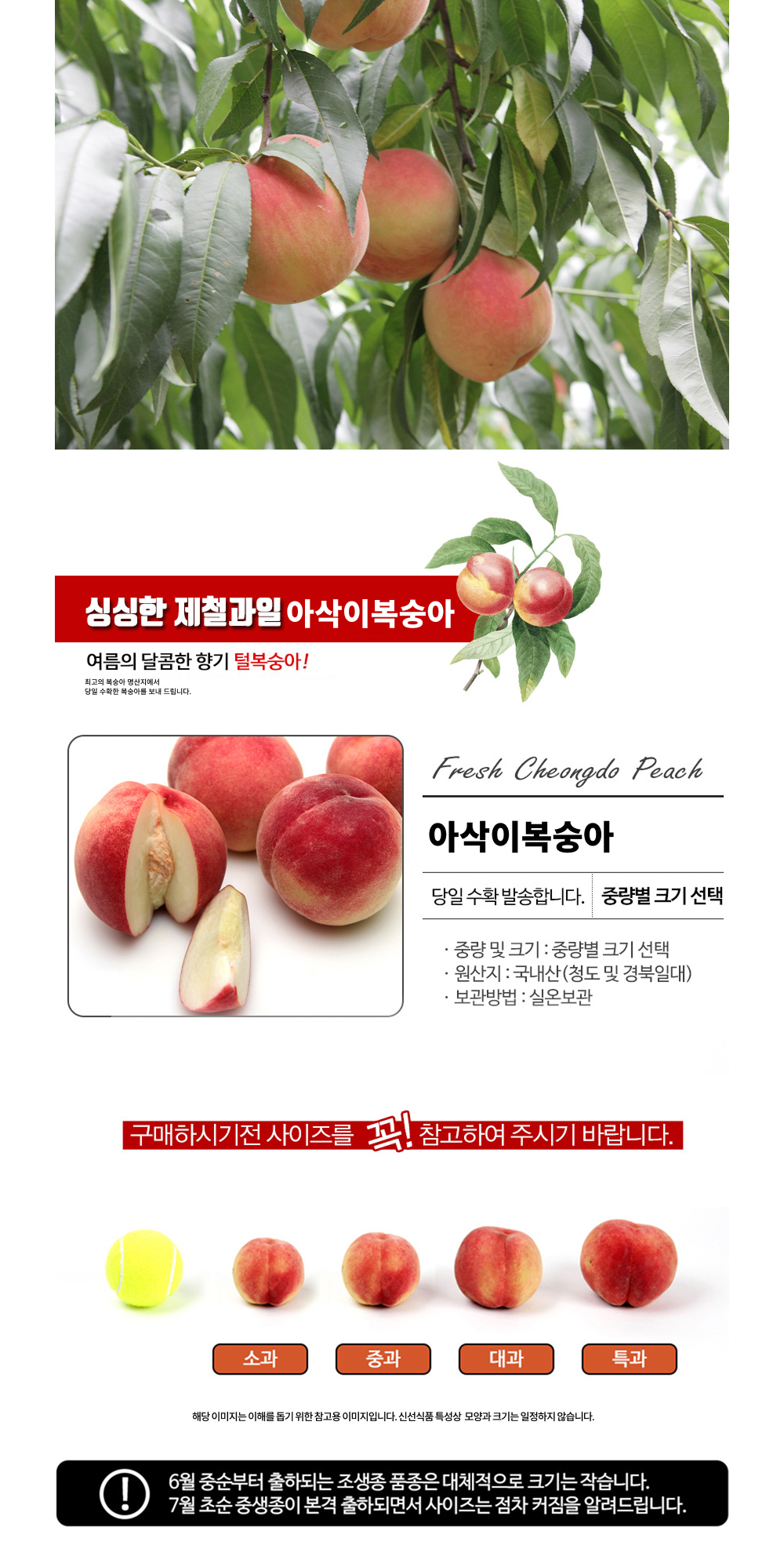 [딱복] 새콤아삭 딱딱이 복숭아 대과 상세컷