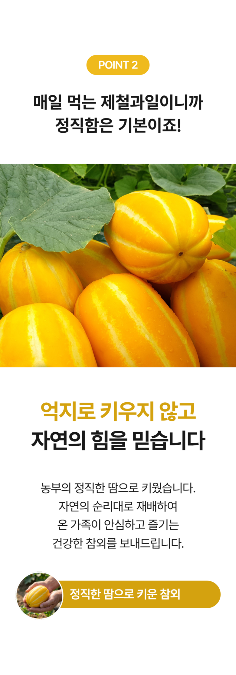 [성주 참외] 산지직송 가정용 꿀참외 로얄과 상세컷